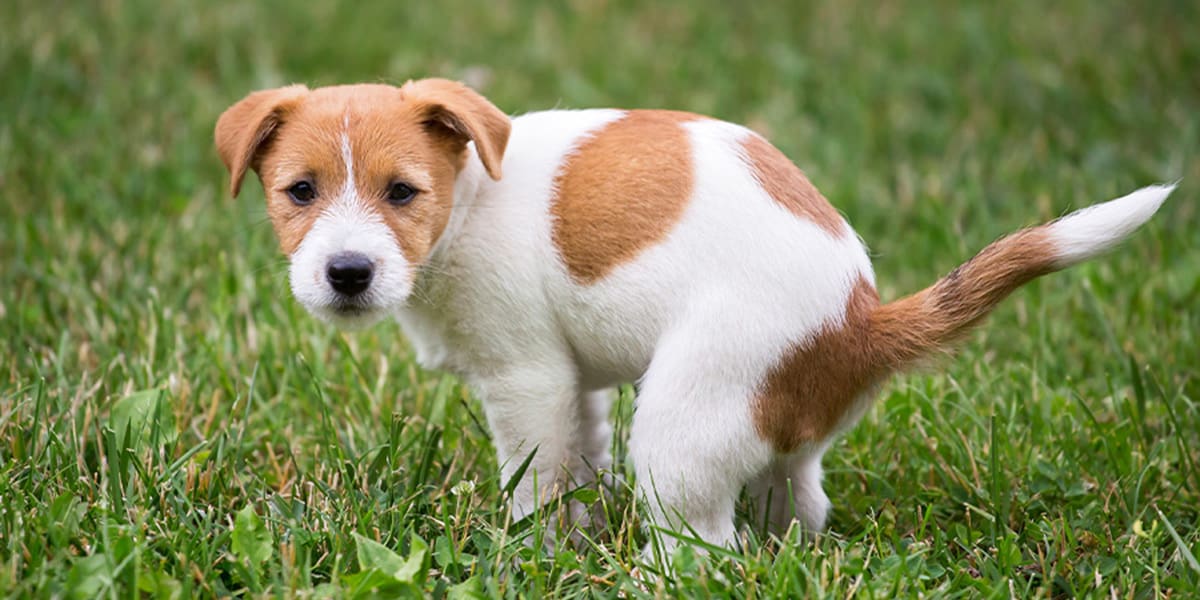 Seven Tips on Potty Training a Dog at Any Age
